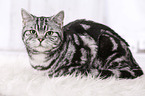 lying British Shorthair