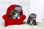 2 British Shorthair Kitten