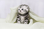 British Shorthair Kitten