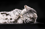 lying British Shorthair