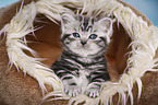 British Shorthair Kitten