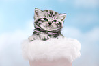 British Shorthair Kitten