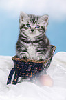 British Shorthair Kitten