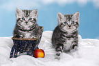 2 British Shorthair Kitten