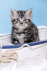 British Shorthair Kitten