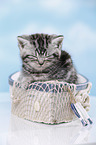 British Shorthair Kitten