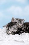 2 British Shorthair Kitten