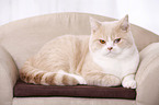 British Shorthair Kater