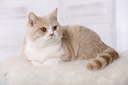 British Shorthair Kater