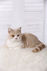 British Shorthair Kater