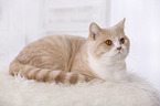 British Shorthair Kater