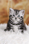 British Shorthair Kitten