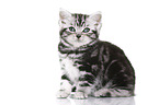 British Shorthair Kitten