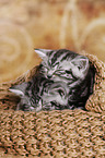 2 British Shorthair Kitten