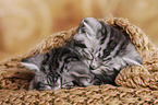 2 British Shorthair Kitten