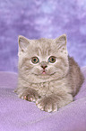 British Shorthair Kitten