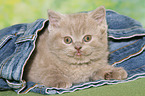 British Shorthair Kitten