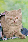 British Shorthair Kitten