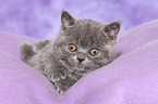 British Shorthair Kitten