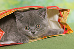 British Shorthair Kitten