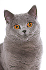 British Shorthair Portrait