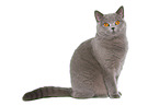 sitting British Shorthair