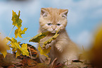 British Shorthair Kitten