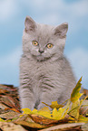 British Shorthair Kitten