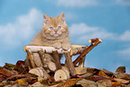 British Shorthair Kitten