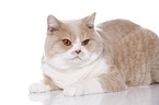 lying British Shorthair