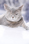 British Shorthair in snow