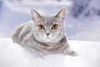 British Shorthair in snow