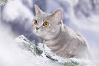 British Shorthair in snow