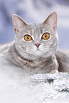 British Shorthair in snow