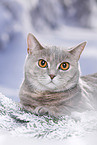 British Shorthair in snow