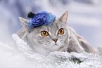 British Shorthair Cat with hat