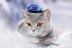 British Shorthair Cat with hat