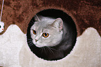 British Shorthair in hole