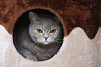 British Shorthair in hole