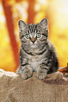 black-golden-tabby-classic British Shorthair