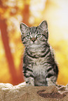 black-golden-tabby-classic British Shorthair