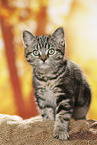black-golden-tabby-classic British Shorthair