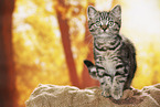 black-golden-tabby-classic British Shorthair