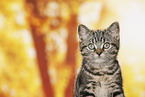 black-golden-tabby-classic British Shorthair