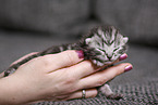 7 days old kitten