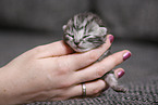 7 days old kitten