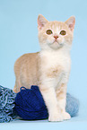 British Shorthair Kitten