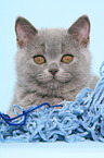 British Shorthair Kitten