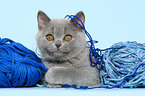 British Shorthair Kitten