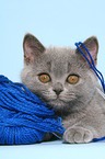 British Shorthair Kitten